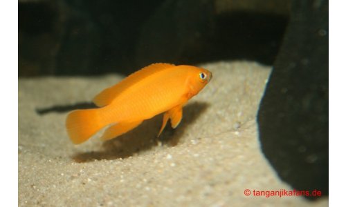 Neolamprologus leleupi